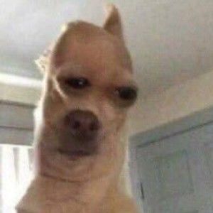 Meet your Posher, Thomas